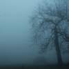 in the fog
