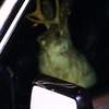 jackalope